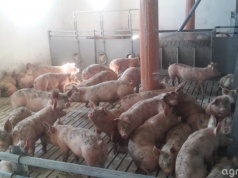 Ceny tuczników rosną. W Polsce nawet 7,20 zł za kg