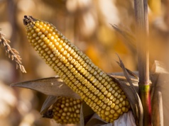 USDA: Kukurydza przejmuje rynek. Rekordowe zbiory zmienią handel na świecie