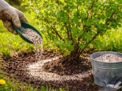 Rozsyp to koniecznie. Twoja tajna broń na obfity i słodki agrest