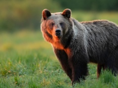 Atak niedźwiedzia na mężczyznę w Bieszczadach. Ministerstwo zabiera głos