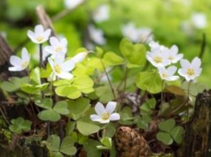 Wszyscy zachwycają się czosnkiem niedźwiedzim, a ignorują inne zdrowe listki. Rosną w każdym lesie