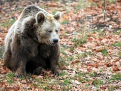 Niedźwiedź zaatakował mężczyznę w Bieszczadach. MKiŚ wdraża specjalny plan