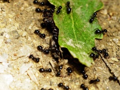 W ogrodzie na wiosnę zaroiło się od mrówek? Wlej to do gniazda, a problem rozwiąże się sam