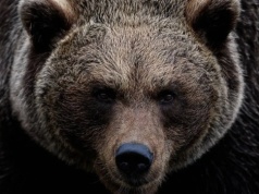 Niedźwiedź zaatakował człowieka w Bieszczadach. Powstaną całodobowe grupy interwencyjne