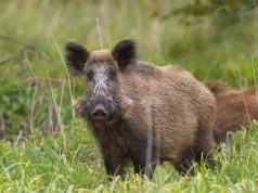 ASF nie daje oddechu. Grubo ponad 100 ognisk u dzików w tydzień