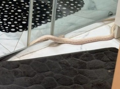 Zaskakujący gość w łazience. Mieszkaniec Elbląga chwycił za telefon