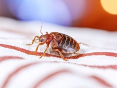 ​Czujesz ten zapach w mieszkaniu? Uważaj, to może oznaczać, że masz pluskwy