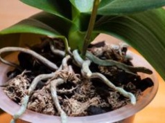 Tajemniczy trik z ziemniakiem. Pobudzi storczyki do kwitnienia