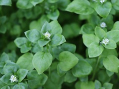 Ten chwast porasta już ogródki. Zamiast wyrzucać, daj go na kanapki