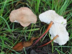 Francuzi go kochają. Polacy nawet nie zwracają na niego uwagi, a niedługo pojawi się w lasach