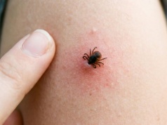 Kleszcz-gigant dotarł do Polski. Egzotyczny intruz jest bardzo mobilny