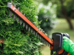 Sąsiad może cię pozwać za tuje. Wiele osób zapomina, że mają limit wzrostu