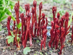 Ten biały proszek działa cuda w ogrodzie. Ogrodnicy mówią, że wtedy kwitną jak nigdy wcześniej