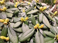 Wsyp 10 łyżek do wody i podlej rododendron w marcu. Ogrodnicy mówią: „utonie w kwiatach”