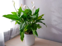 Łyżka do wody i skrzydłokwiat rusza z kwitnieniem. Po 3 tygodniach – pierwsze kwiaty