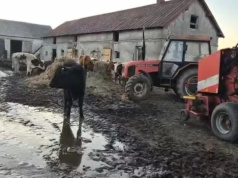 W gospodarstwie znaleziono padłe bydło