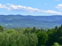 Udało się wywalczyć coś dla przyrody. Aktywiści wygrali z leśnikami