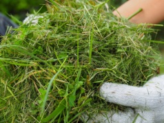 Kiedy pierwszy raz kosić trawę? Zanim uruchomisz kosiarkę, sprawdź 3 rzeczy w ogrodzie