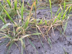 Monitoring suszy przez cały rok? Izby rolnicze apelują o zmiany w systemie