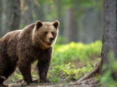 Jak się zachować, gdy spotkasz niedźwiedzia? TPN radzi