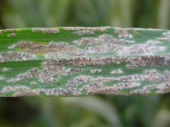 W tydzień może opanować cały łan. Groźna choroba zbóż rusza wiosną