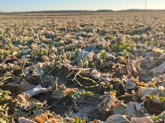 Jaka będzie presja szkodników w uprawach rzepaku?