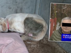 "Był królem życia i śmierci". Mocne słowa podczas procesu właściciela schroniska w Sobolewie