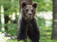 Bezpieczeństwo mieszkańców w Bieszczadach priorytetem. Trwają prace nad ustawą po ataku niedźwiedzia