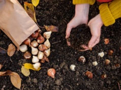 ​Ten odpad z kuchni ratuje moje tulipany. Rabata wygląda jak z katalogu