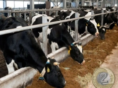 Nowe zasady umów na mleko. Eksperci: rolnicy nadal bez ochrony