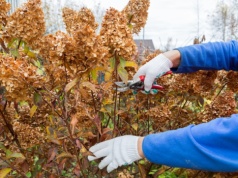 Kiedy przyciąć hortensje bukietowe? Najlepszy termin tuż-tuż. Latem będą uginać się od kwiatów