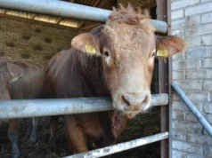 Duży spadek cen bydła! Nawet 500 zł mniej za sztukę. Jakie stawki 10.03.2026?