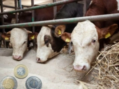 ARiMR wzywa rolników. Masz 7 dni na dokumenty