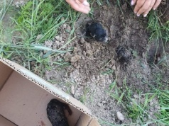 Zakopane szczenięta. Sprawa trafiła aż do Sądu Najwyższego!