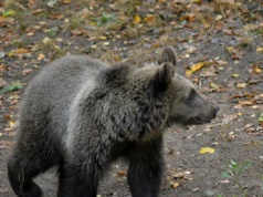 Co przyciąga niedźwiedzie w Polsce? Przyrodnicy apelują