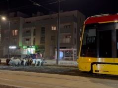 Dziki wyszły do centrum Miasteczka Wilanów i... zablokowały ruch tramwajowy
