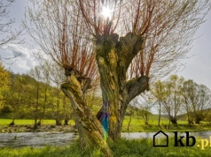 Coraz więcej osób sadzi to drzewo na opał. Wystarczy mu zaledwie kilka lat