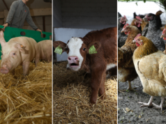 Kończy się czas na dopłaty do ubezpieczenia zwierząt. Wnioski tylko do 10 marca!