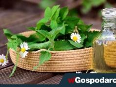 Tego mogłeś nie wiedzieć o pokrzywie