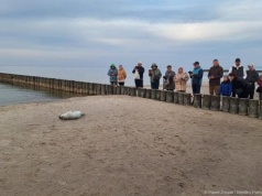 Pierwsze focze szczenię na polskim wybrzeżu. Jak zachować się?