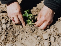 Co sadzić w marcu? 22 rośliny. Jest w czym wybierać.