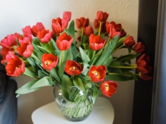 Tulipany zaczynają się wyginać? Florystka zdradziła mi patent z monetą. Różnica jest ogromna