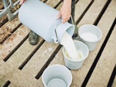 Masowy proces w aferze mlecznej. Rolnicy nie mieszczą się w sądzie