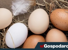Ceny jaj przed Wielkanocą szokują