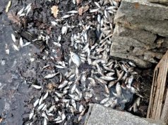 Ryby zamarzły w przypałacowym stawie