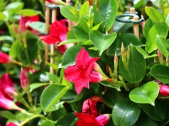 Ta roślina zachwyca bardziej niż pelargonie. Sąsiedzi będą pytać o sadzonki