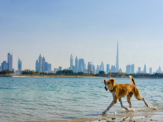 Porzucone psy zalewają Dubaj. „Ekspaci uciekają, zwierzęta zostają na ulicach”