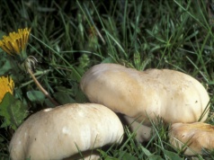 Pojawia się już wiosną, tworzy dziwne kręgi. Prosty błąd pozbawia go smaku