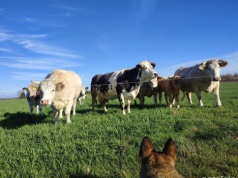 Choroba niebieskiego języka w Polsce. Wykryto nowe ogniska BT