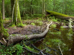 Jak zatrzymać wodę w Puszczy Białowieskiej? Powstają progi piętrzące